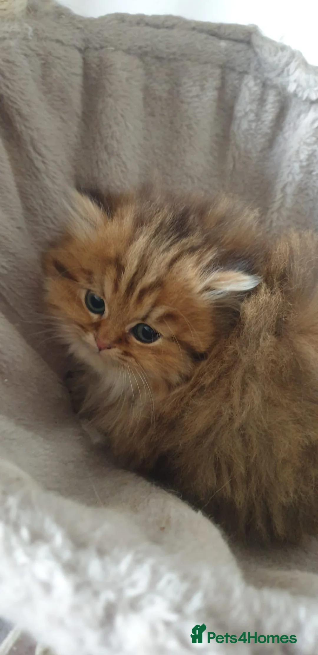 Ragdoll cats for sale: 💖Beautiful Pedigree Chinchilla Persian Kitten. - Advert 2