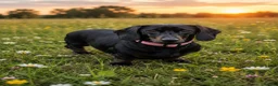 Dachshund dogs for sale: Mini dachshund boys available  - Advert 2