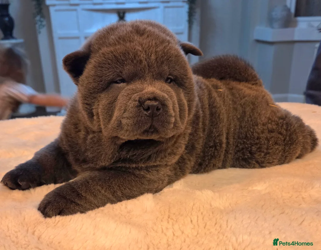 Chow Chow dogs for sale: Chow chow puppies  - Advert 15