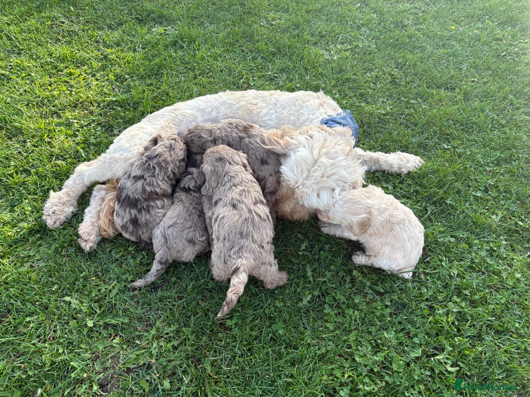 Cockapoo dogs for sale: American cockapoo - Image 5