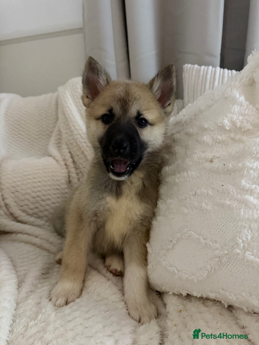 Huskita dogs for sale: READY NOW Huskita Puppies - Advert 5