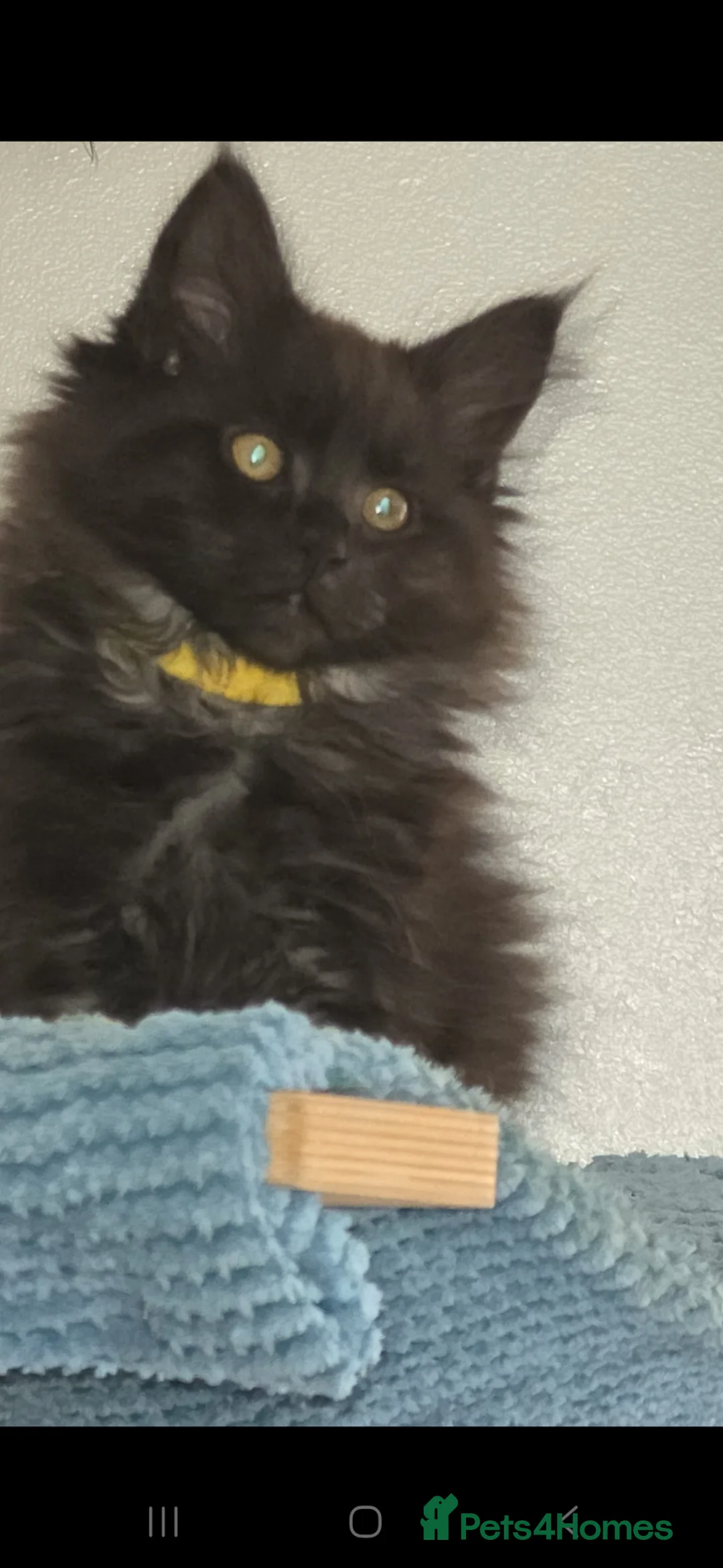 Maine Coon cats for sale: Main coon kittens - Advert 1