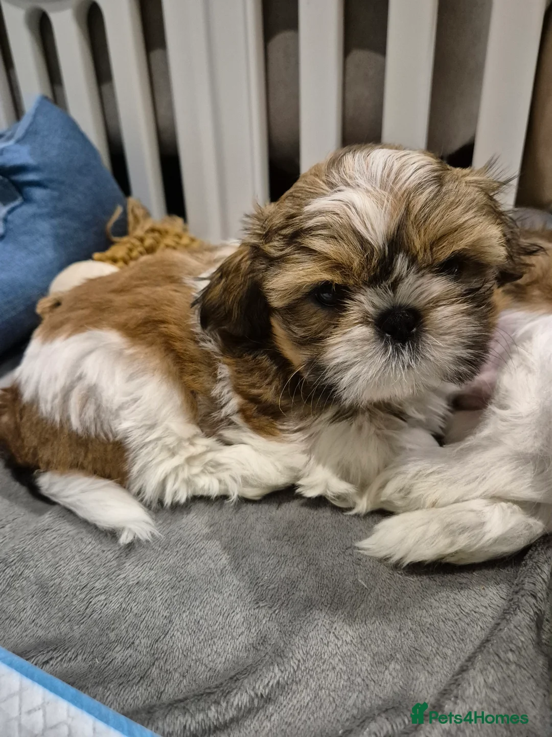 Shih Tzu dogs for sale: KC Registered Shih Tzu Puppies - Home Raised - Advert 8