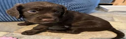 Cocker Spaniel dogs for sale: PEDIGREE WORKING COCKER SPANIEL PUPPIES FOR SALE - Advert 8