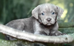 Labrador Retriever dogs for sale: Stunning litter  - Image 6