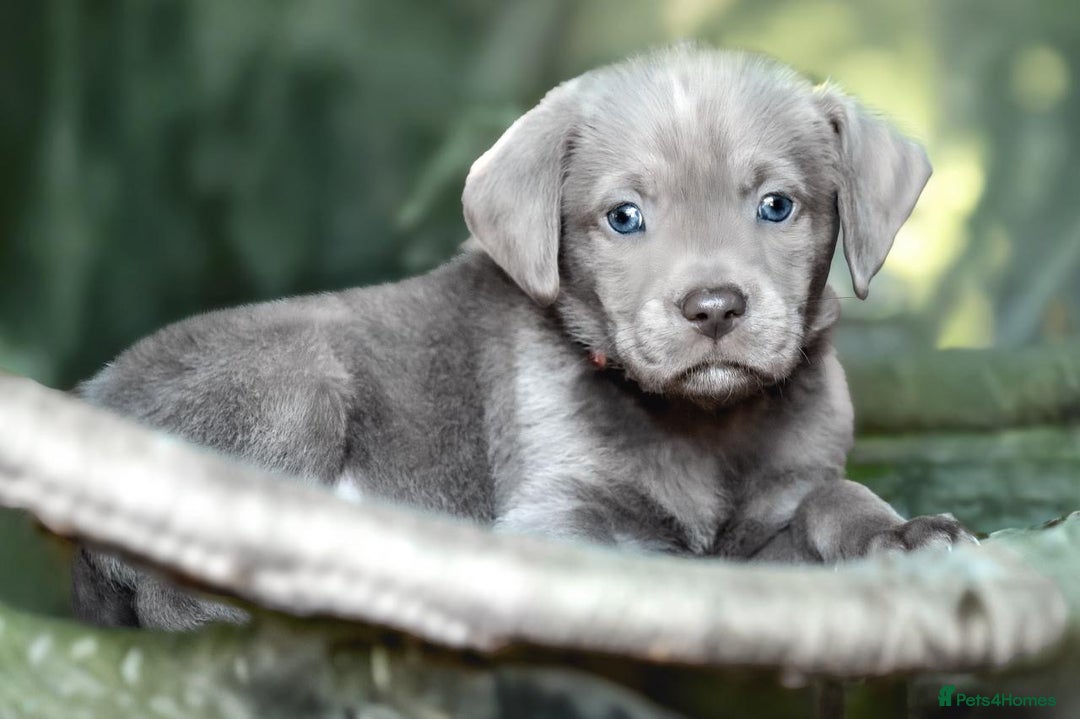 Labrador Retriever dogs for sale: Stunning litter  - Image 6