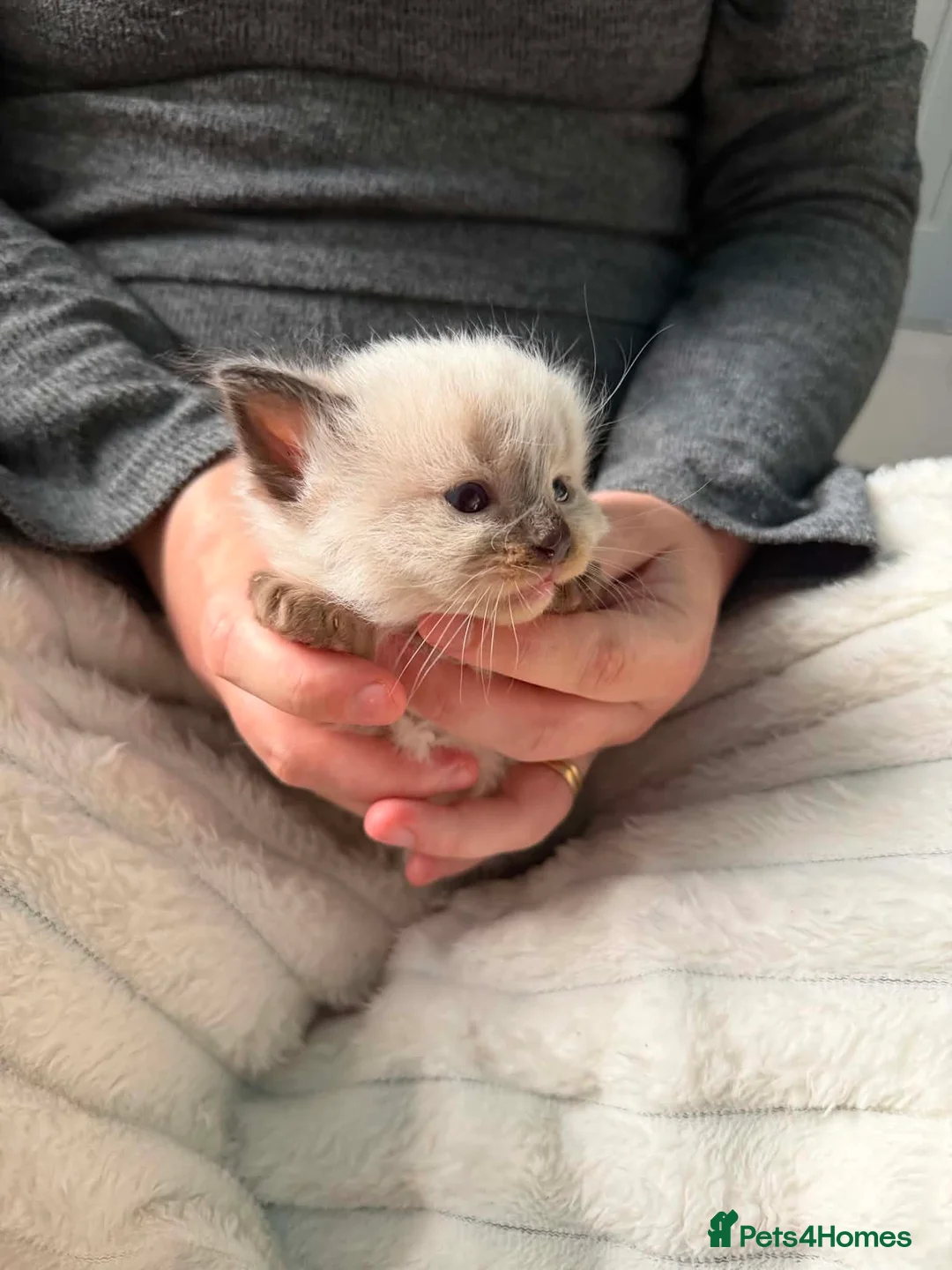 Ragdoll cats for sale: Mink ragdoll kittens  - Advert 2