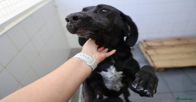 Mixed Breed dogs - Advert 7