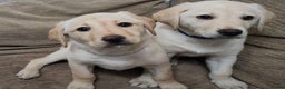 Labrador Retriever dogs for stud: KC Registered Yellow Labrador, Proven Stud  in Coalville - Advert 22