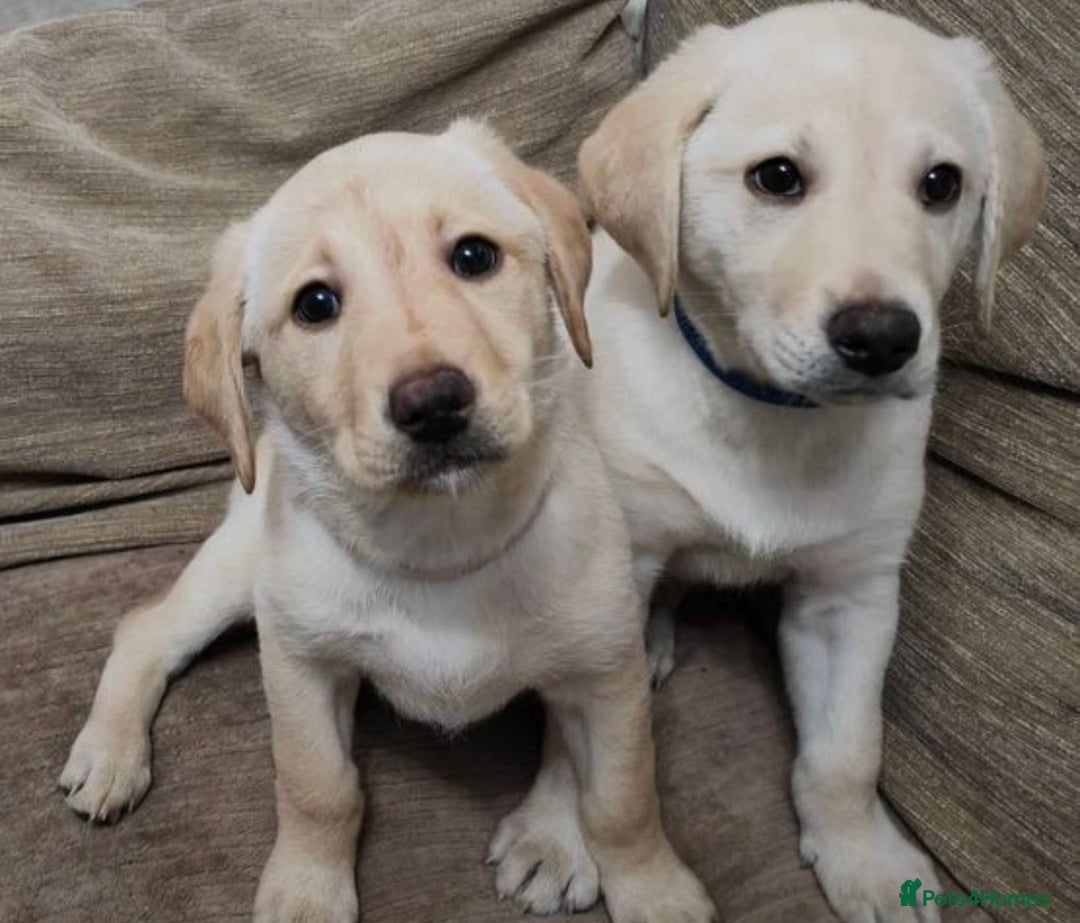 Labrador Retriever dogs for stud: KC Registered Yellow Labrador, Proven Stud  in Coalville - Advert 22