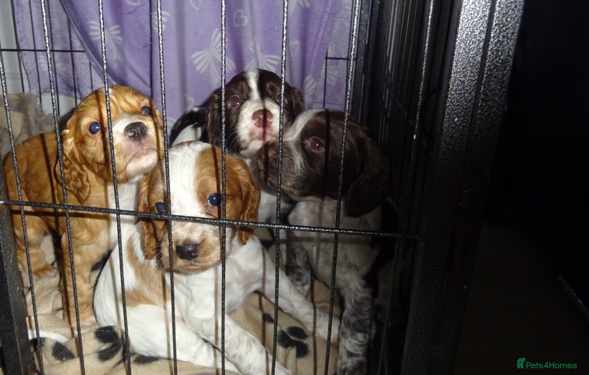 Cocker Spaniel dogs 4 Working Cocker Spaniel Puppies - Advert 11