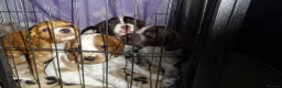 Cocker Spaniel dogs for sale: 4 Working Cocker Spaniel Puppies - Advert 1