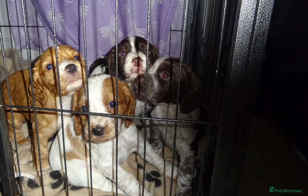 Cocker Spaniel dogs for sale: 4 Working Cocker Spaniel Puppies - Advert 1