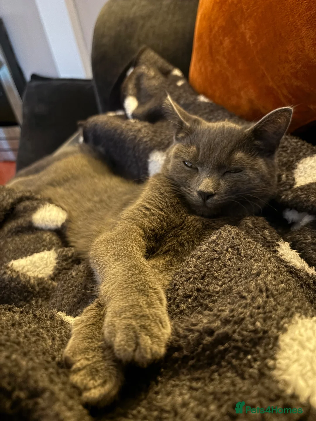 Mixed Breed cats for sale: Ember  - Advert 2