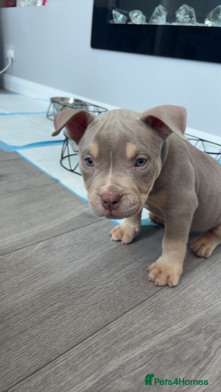 American Bully dogs American Pocket bully puppy’s  - Advert 8