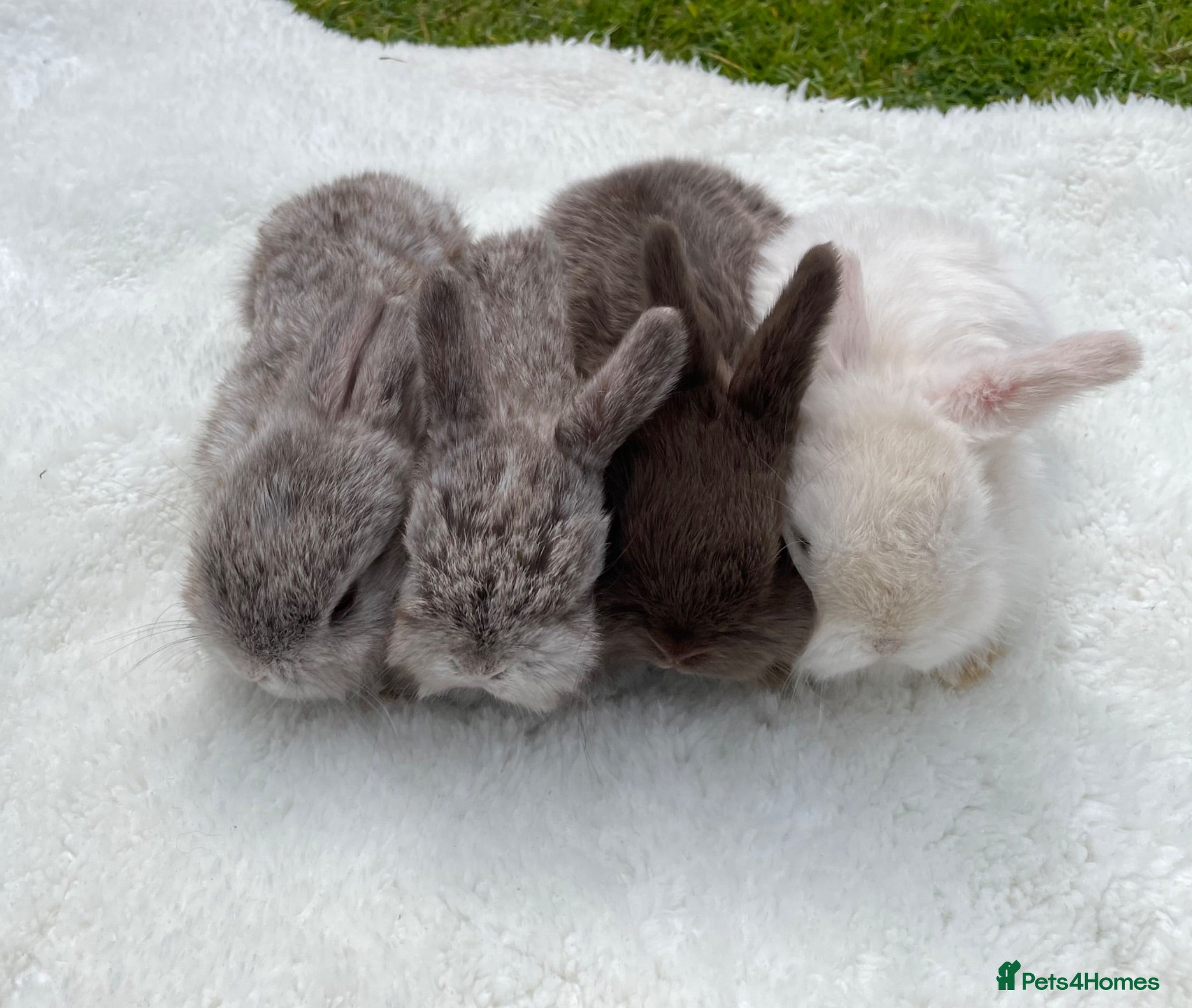 Mini Lop rabbits Mini Holland lops  - Advert 1