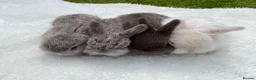 Mini Lop rabbits for sale: Mini Holland lops  in Warrington - Advert 1