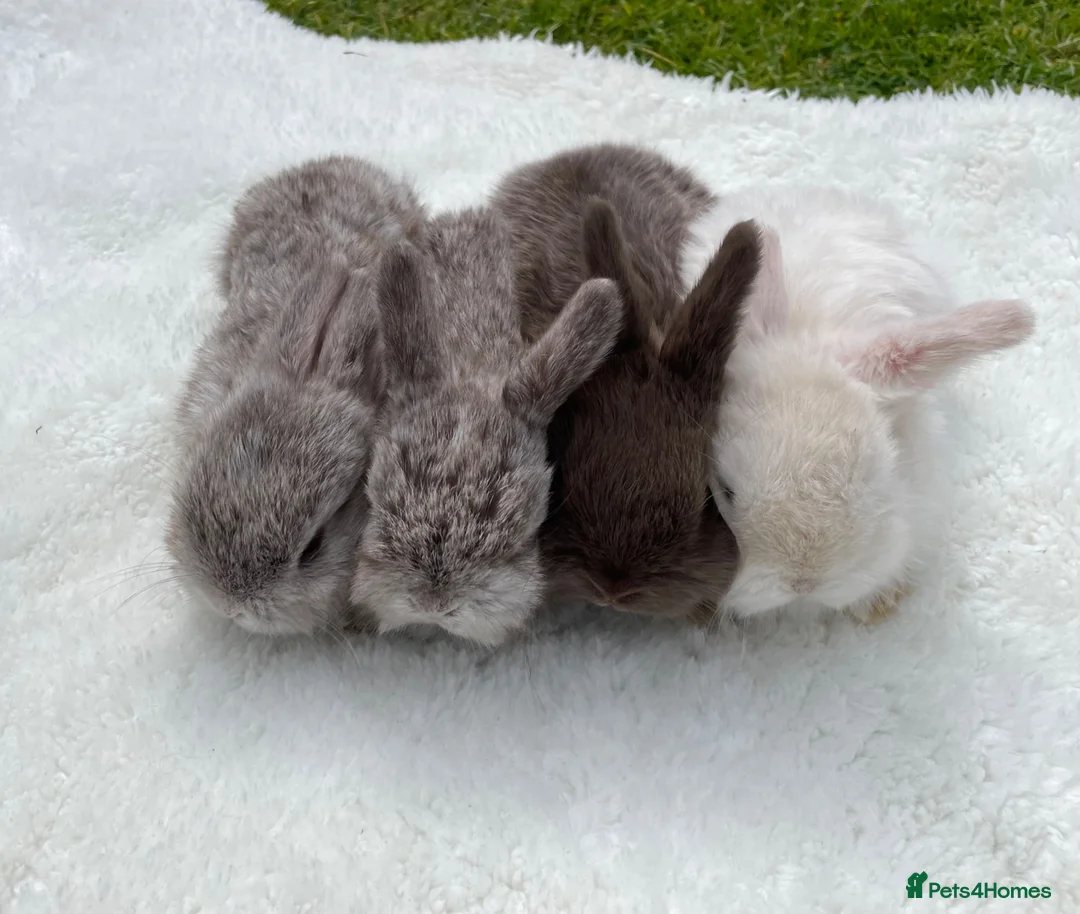Mini Lop rabbits for sale: Mini Holland lops  in Warrington - Advert 1