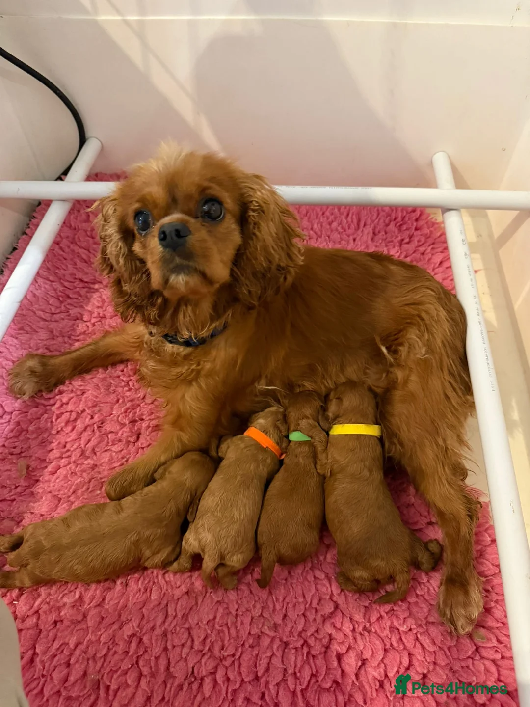 Cavapoo dogs for sale: F1 2 Boys 2 Girls available - Advert 1