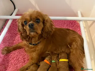 Cavapoo dogs F1 2 Boys 2 Girls available - Advert 2