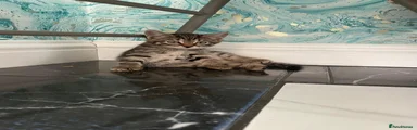 Mixed Breed Kitten 3