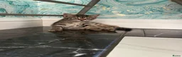 Mixed Breed cats for sale: 3 little girls for sale  - Advert 8