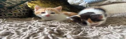 Mixed Breed cats for sale: 2 gorgeous kittens!! - Advert 5