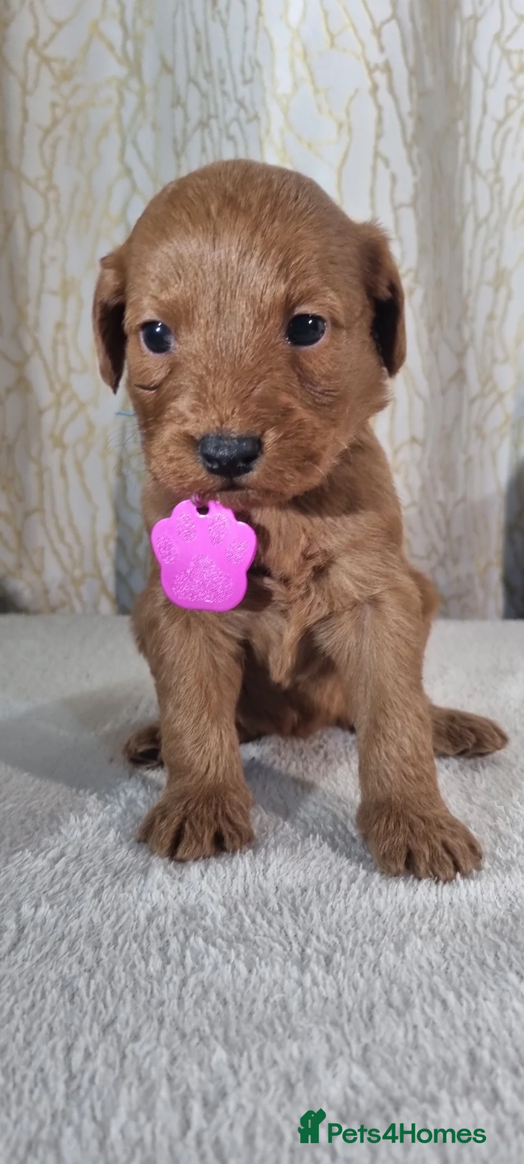 Labradoodle dogs for sale: Labradoodle Fox Red ❤️ Health Check - Advert 27