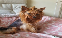 Yorkshire Terrier dogs for sale: 💔 Heartbreaking Sale of Our Beloved Chicky 💔 - Image 10