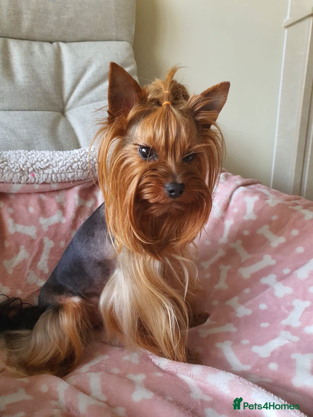 Yorkshire Terrier dogs for sale: 💔 Heartbreaking Sale of Our Beloved Chicky 💔 - Image 10