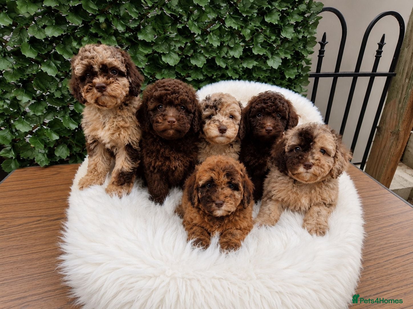 Toy Poodle dogs SUPERB TINY TOY POODLES - Advert 17