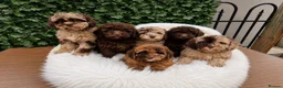 Toy Poodle dogs for sale: SUPERB TINY TOY POODLES - Advert 1