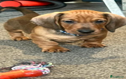 Dachshund dogs for sale: Beautiful dachshund girl left (fully vaccinated) - Advert 30