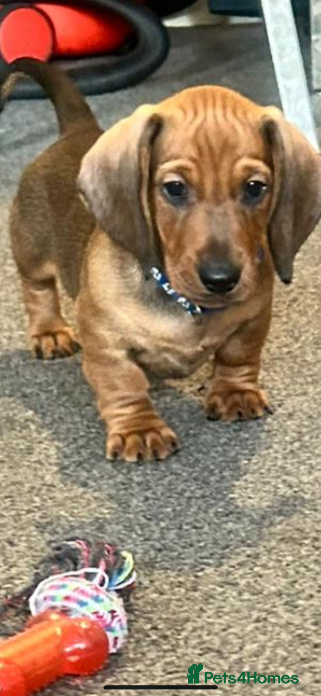 Dachshund dogs for sale: Beautiful dachshund girl left (fully vaccinated) - Advert 30