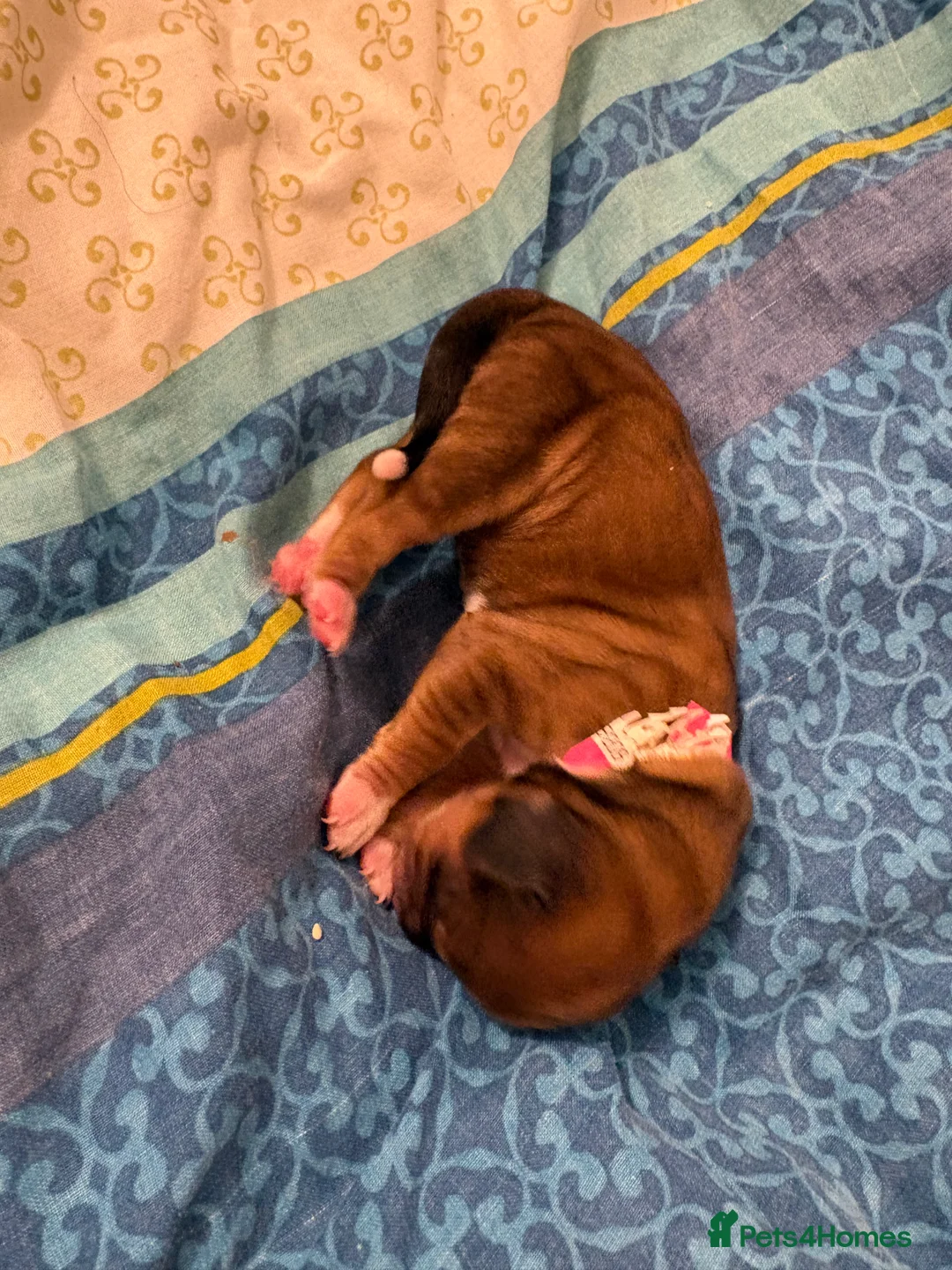 English Springer Spaniel dogs for sale: Springer spaniels for sale  - Advert 7