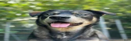 Mixed Breed dogs for sale: Red fox/husky male - Advert 5