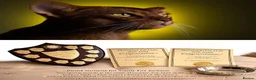 Abyssinian cats for sale:     Gorgeous kittens from champion parents 😽 - Advert 16