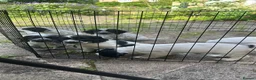 Sprocker dogs for sale: Sprocker Puppies For Sale  in Tewkesbury - Advert 4
