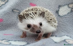 Pygmy Hedgehog rodents for sale: African Pygmy Hedgehog Hoglets  - Advert 10