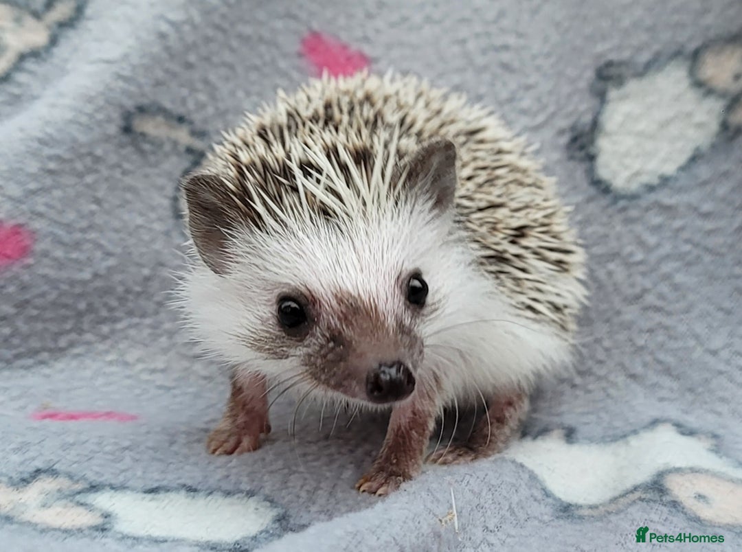 Pygmy Hedgehog rodents for sale: African Pygmy Hedgehog Hoglets  - Advert 10