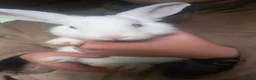 New Zealand rabbits for sale: Reduced from £100 2 £50 ,so to find  forever home  in Swansea - Advert 7
