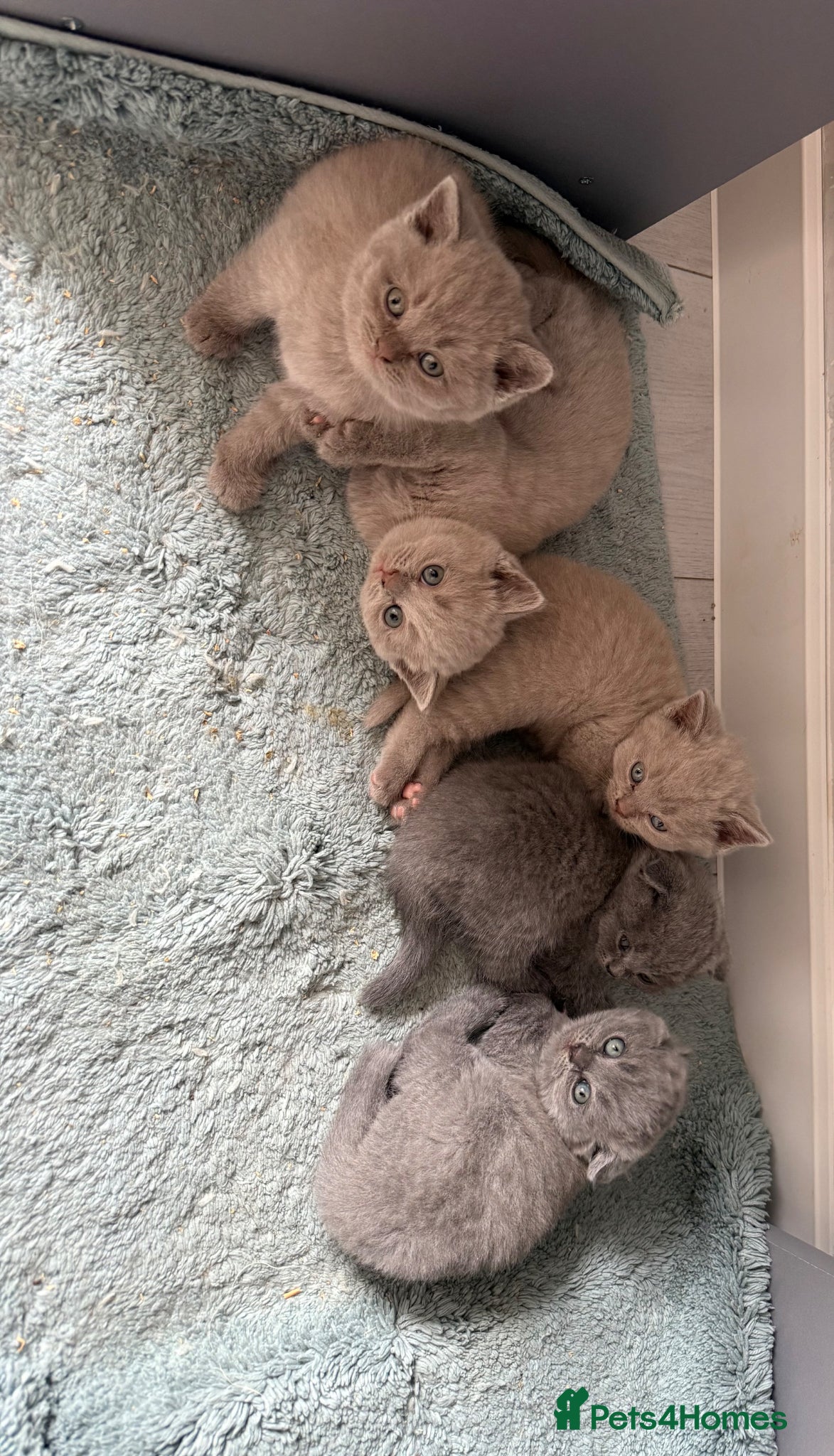 Scottish Fold cats Beautiful Scottish fold/straight kittens☺️ - Advert 6