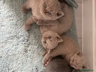Scottish Fold cats Beautiful Scottish fold/straight kittens☺️ - Advert 6