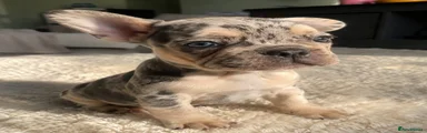 French Bulldog 3