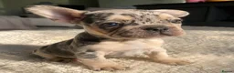 French Bulldog dogs for sale: Adorable Litter French Bulldog Puppies in Coventry - Advert 6