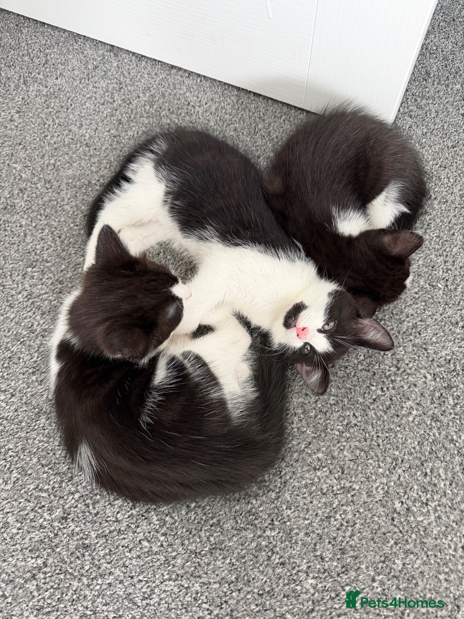 Mixed Breed cats Beautiful tuxedo kittens one boy and one girl  - Advert 2