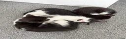 Mixed Breed cats for sale: Beautiful tuxedo kittens one boy and one girl  - Advert 1