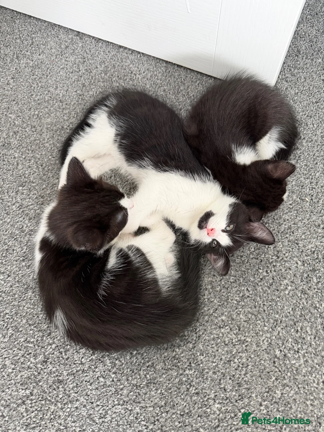 Mixed Breed cats for sale: Beautiful tuxedo kittens one boy and one girl  - Advert 1