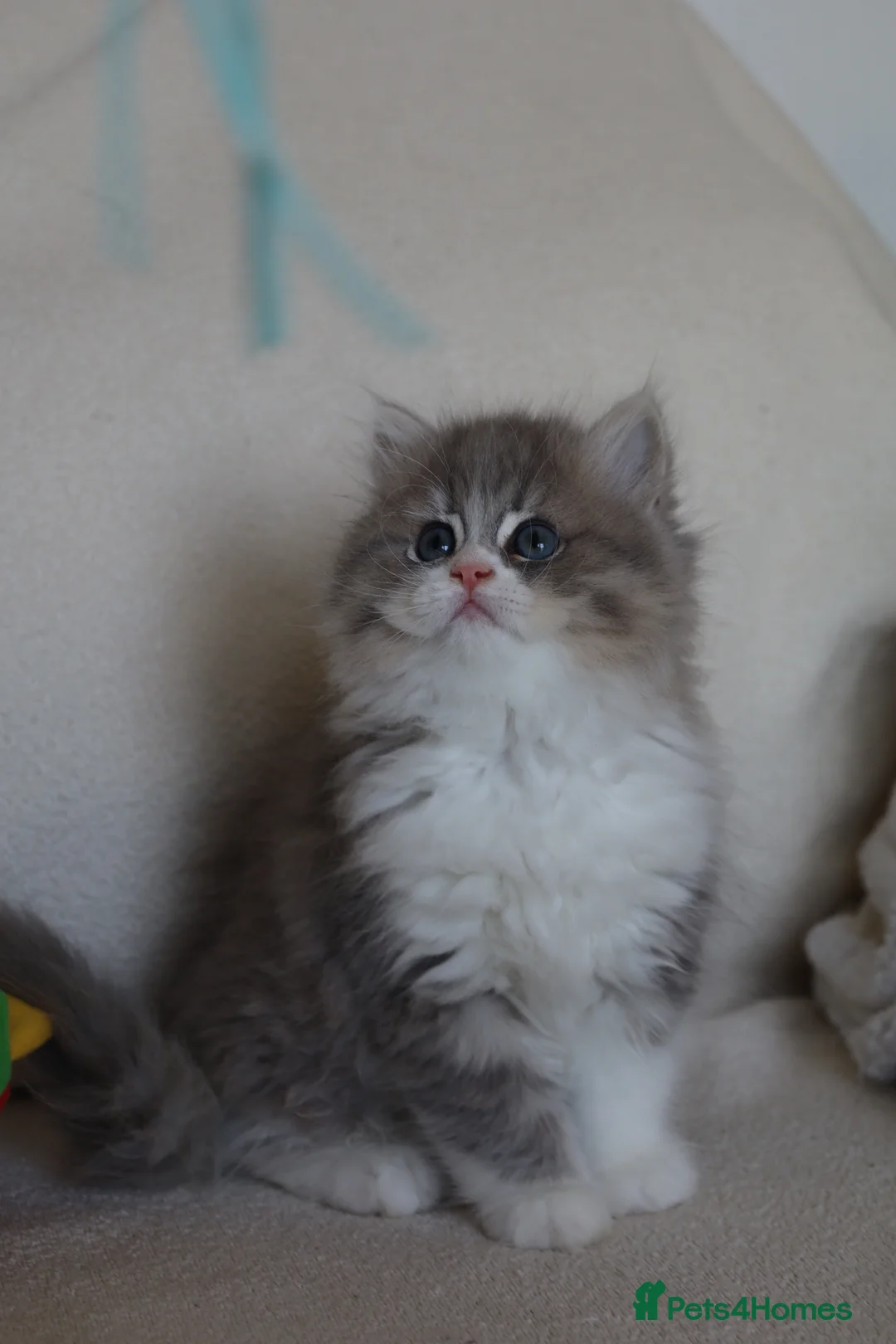 Persian cats for sale: Fluffy Adorable Persian Kittens–Ready to Go Now - Advert 22