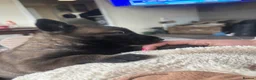 Belgian Shepherd Dog dogs for sale: True to type Belgian Malinois Pups  - Advert 11